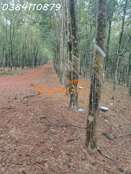 320HA NGUỒN THU MẠNH TÌM NHÀ ĐẦU TƯ320HA NGUỒN THU MẠNH TÌM NHÀ ĐẦU TƯ
thực tế bên ngoài là 320